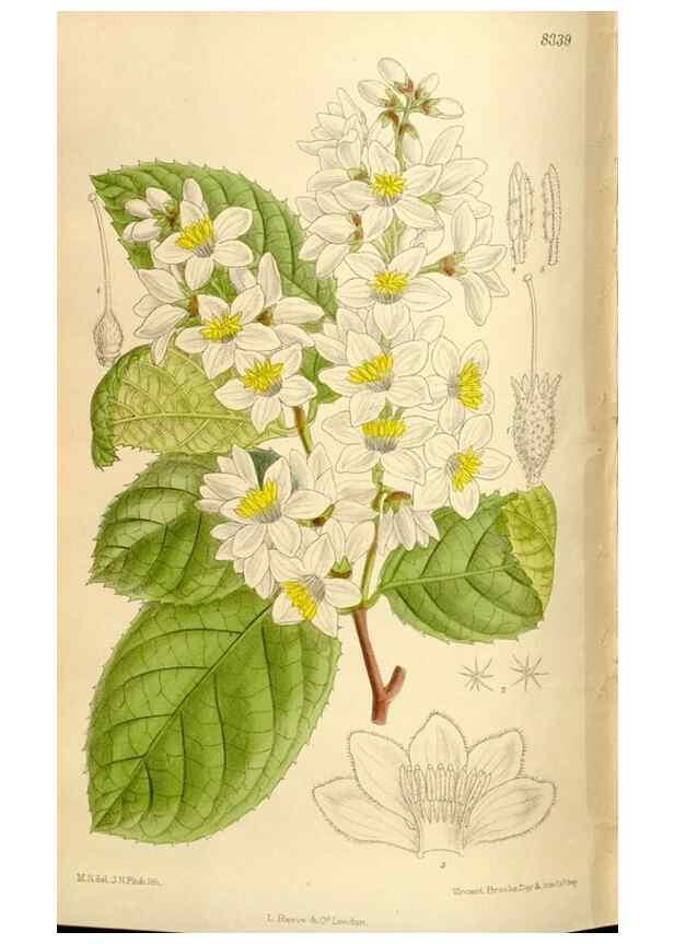 Reproducción/Reproduction 36014561306: Curtis's botanical magazine.. London ; New York [etc.] :Academic Press [etc.]