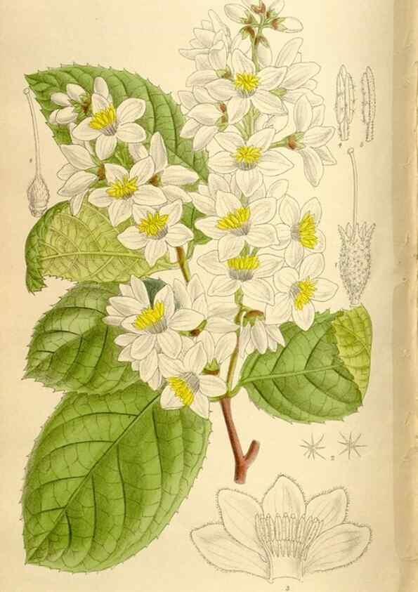 Reproducción/Reproduction 36014561306: Curtis's botanical magazine.. London ; New York [etc.] :Academic Press [etc.]