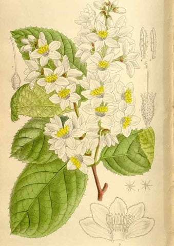 Reproducción/Reproduction 36014561306: Curtis's botanical magazine.. London ; New York [etc.] :Academic Press [etc.]