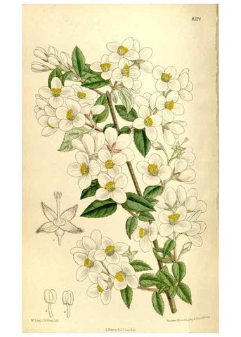 Reproducción/Reproduction 35884472042: Curtis's botanical magazine.. London ; New York [etc.] :Academic Press [etc.]