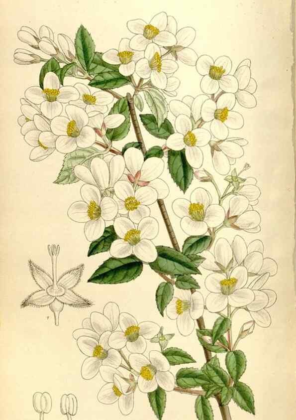 Reproducción/Reproduction 35884472042: Curtis's botanical magazine.. London ; New York [etc.] :Academic Press [etc.]