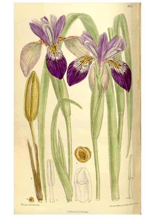 Reproducción/Reproduction 35884469472: Curtis's botanical magazine.. London ; New York [etc.] :Academic Press [etc.]