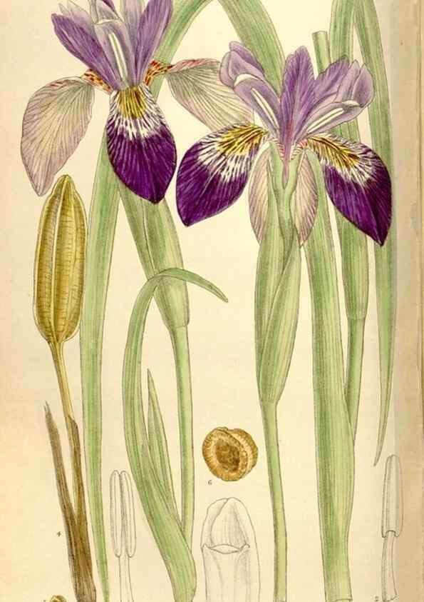 Reproducción/Reproduction 35884469472: Curtis's botanical magazine.. London ; New York [etc.] :Academic Press [etc.]