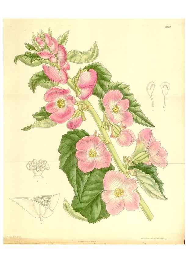 Reproducción/Reproduction 35246779343: Curtis's botanical magazine.. London ; New York [etc.] :Academic Press [etc.]