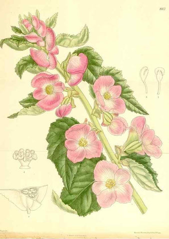 Reproducción/Reproduction 35246779343: Curtis's botanical magazine.. London ; New York [etc.] :Academic Press [etc.]