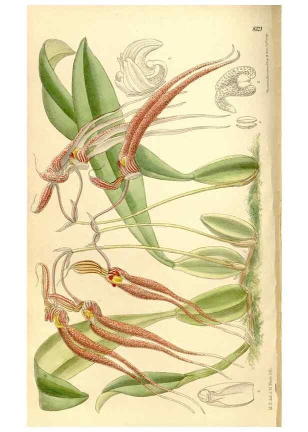 Reproducción/Reproduction 35884464032: Curtis's botanical magazine.. London ; New York [etc.] :Academic Press [etc.]