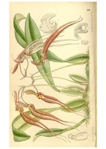 Reproducción/Reproduction 35884464032: Curtis's botanical magazine.. London ; New York [etc.] :Academic Press [etc.]