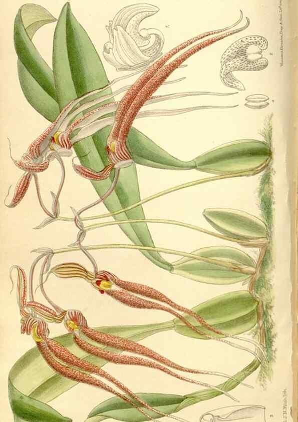 Reproducción/Reproduction 35884464032: Curtis's botanical magazine.. London ; New York [etc.] :Academic Press [etc.]