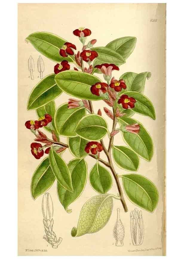 Reproducción/Reproduction 35666111060: Curtis's botanical magazine.. London ; New York [etc.] :Academic Press [etc.]
