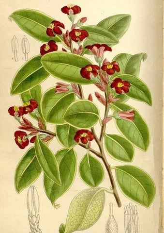 Reproducción/Reproduction 35666111060: Curtis's botanical magazine.. London ; New York [etc.] :Academic Press [etc.]