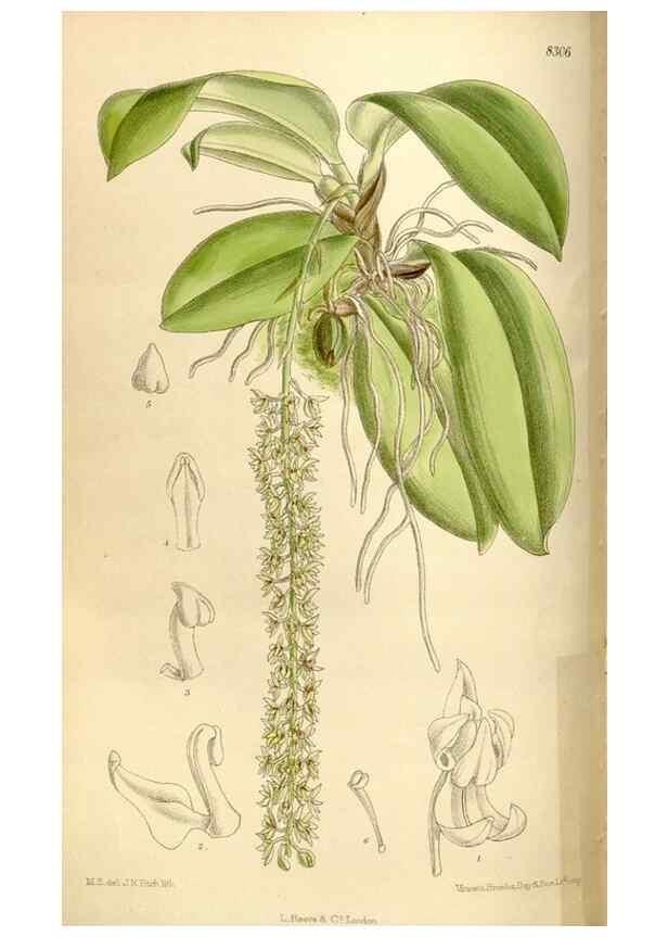 Reproducción/Reproduction 35666114340: Curtis's botanical magazine.. London ; New York [etc.] :Academic Press [etc.]