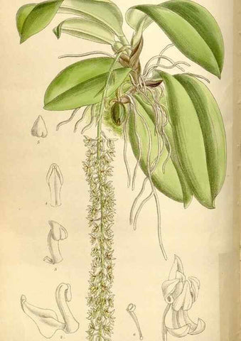 Reproducción/Reproduction 35666114340: Curtis's botanical magazine.. London ; New York [etc.] :Academic Press [etc.]