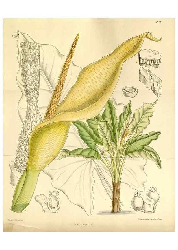 Reproducción/Reproduction 35216420304: Curtis's botanical magazine.. London ; New York [etc.] :Academic Press [etc.]