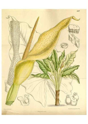 Reproducción/Reproduction 35216420304: Curtis's botanical magazine.. London ; New York [etc.] :Academic Press [etc.]