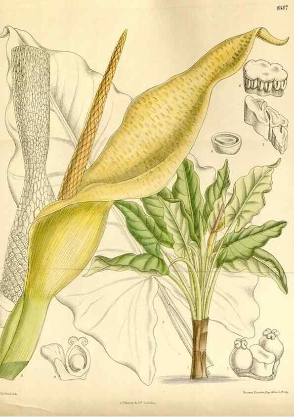 Reproducción/Reproduction 35216420304: Curtis's botanical magazine.. London ; New York [etc.] :Academic Press [etc.]