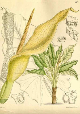 Reproducción/Reproduction 35216420304: Curtis's botanical magazine.. London ; New York [etc.] :Academic Press [etc.]