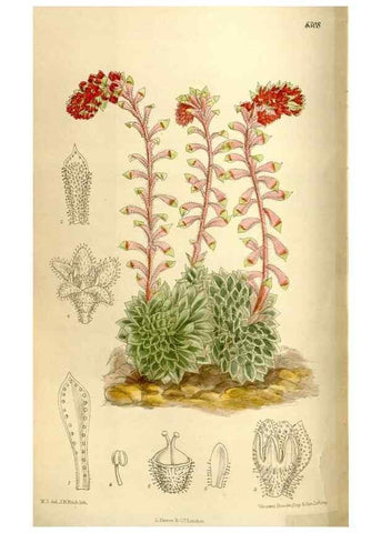 Reproducción/Reproduction 35666121380: Curtis's botanical magazine.. London ; New York [etc.] :Academic Press [etc.]