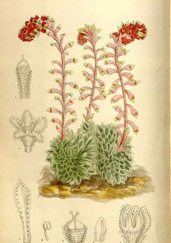 Reproducción/Reproduction 35666121380: Curtis's botanical magazine.. London ; New York [etc.] :Academic Press [etc.]