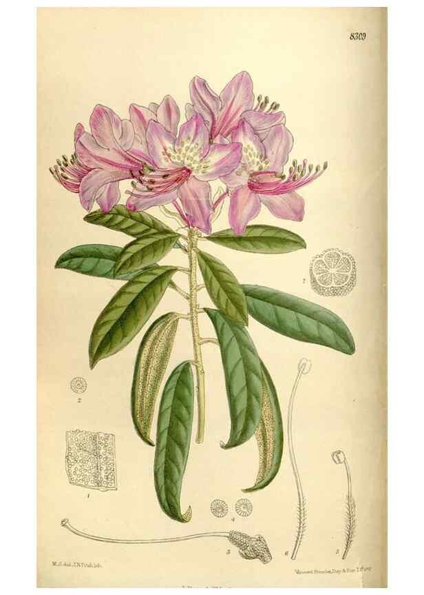 Reproducción/Reproduction 35246758453: Curtis's botanical magazine.. London ; New York [etc.] :Academic Press [etc.]