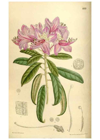 Reproducción/Reproduction 35246758453: Curtis's botanical magazine.. London ; New York [etc.] :Academic Press [etc.]