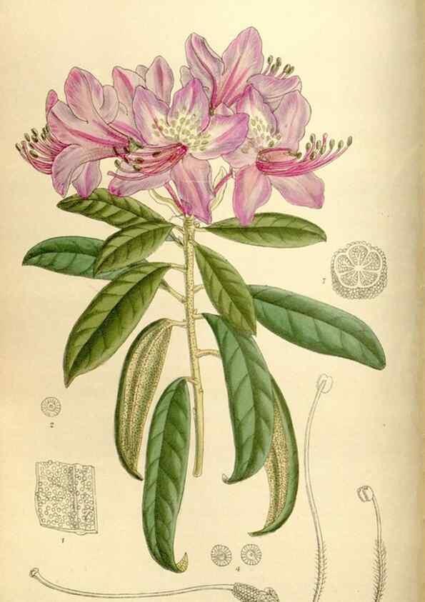 Reproducción/Reproduction 35246758453: Curtis's botanical magazine.. London ; New York [etc.] :Academic Press [etc.]