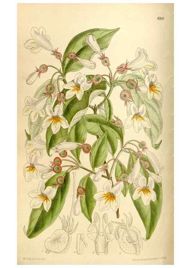 Reproducción/Reproduction 35666129280: Curtis's botanical magazine.. London ; New York [etc.] :Academic Press [etc.]