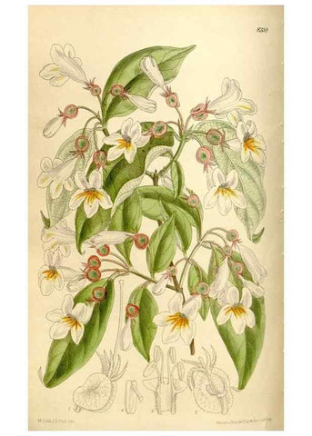 Reproducción/Reproduction 35666129280: Curtis's botanical magazine.. London ; New York [etc.] :Academic Press [etc.]