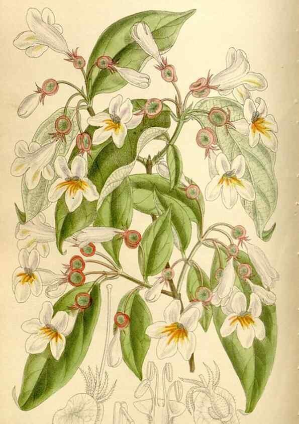 Reproducción/Reproduction 35666129280: Curtis's botanical magazine.. London ; New York [etc.] :Academic Press [etc.]