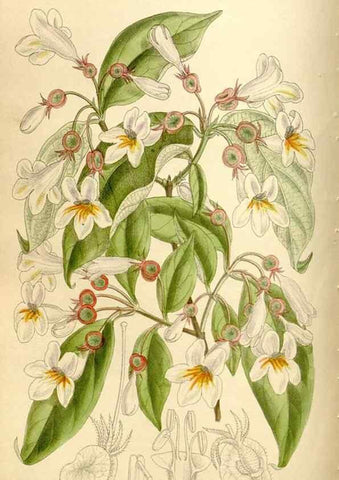 Reproducción/Reproduction 35666129280: Curtis's botanical magazine.. London ; New York [etc.] :Academic Press [etc.]
