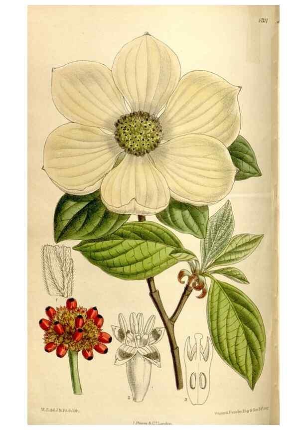 Reproducción/Reproduction 35666133080: Curtis's botanical magazine.. London ; New York [etc.] :Academic Press [etc.]