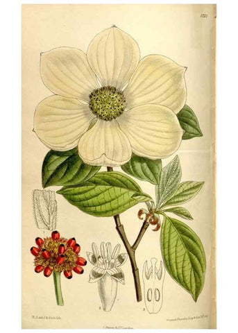 Reproducción/Reproduction 35666133080: Curtis's botanical magazine.. London ; New York [etc.] :Academic Press [etc.]