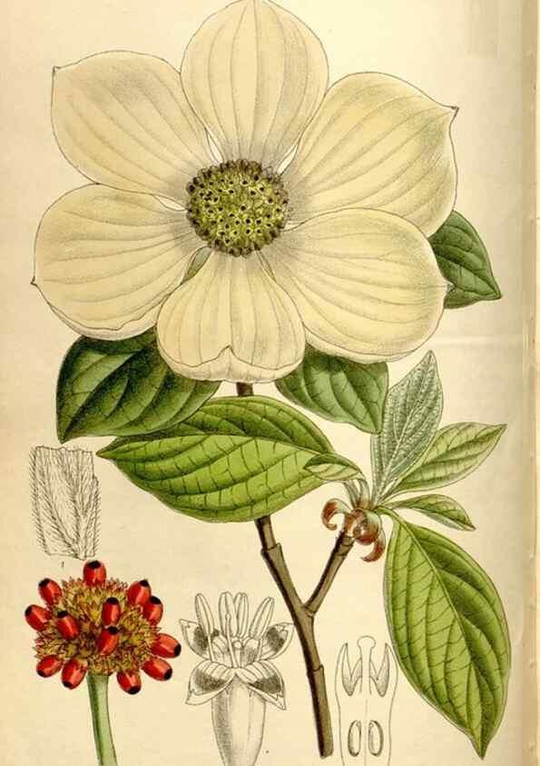 Reproducción/Reproduction 35666133080: Curtis's botanical magazine.. London ; New York [etc.] :Academic Press [etc.]