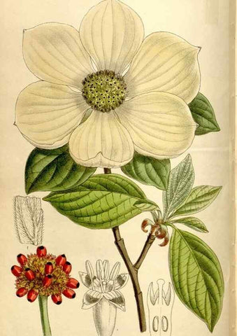 Reproducción/Reproduction 35666133080: Curtis's botanical magazine.. London ; New York [etc.] :Academic Press [etc.]