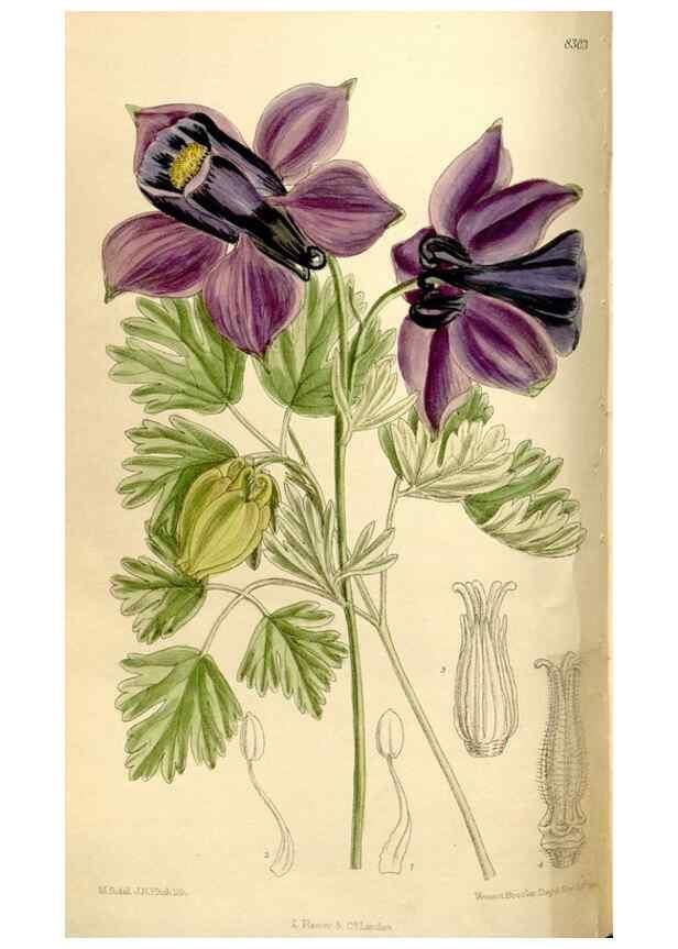 Reproducción/Reproduction 35666104000: Curtis's botanical magazine.. London ; New York [etc.] :Academic Press [etc.]
