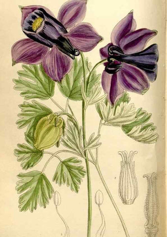 Reproducción/Reproduction 35666104000: Curtis's botanical magazine.. London ; New York [etc.] :Academic Press [etc.]