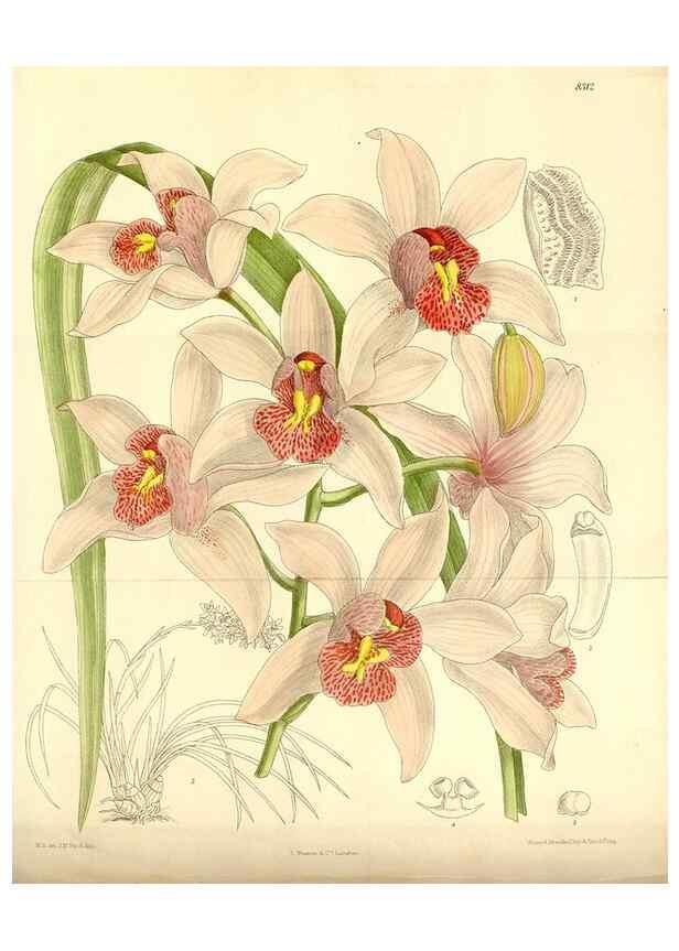 Reproducción/Reproduction 35246762353: Curtis's botanical magazine.. London ; New York [etc.] :Academic Press [etc.]