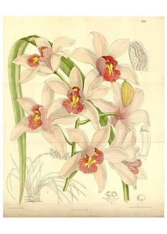 Reproducción/Reproduction 35246762353: Curtis's botanical magazine.. London ; New York [etc.] :Academic Press [etc.]