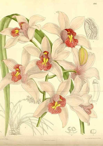 Reproducción/Reproduction 35246762353: Curtis's botanical magazine.. London ; New York [etc.] :Academic Press [etc.]