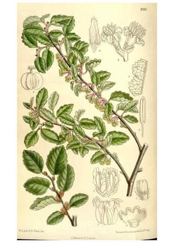 Reproducción/Reproduction 35246764803: Curtis's botanical magazine.. London ; New York [etc.] :Academic Press [etc.]