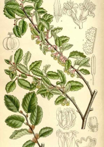 Reproducción/Reproduction 35246764803: Curtis's botanical magazine.. London ; New York [etc.] :Academic Press [etc.]