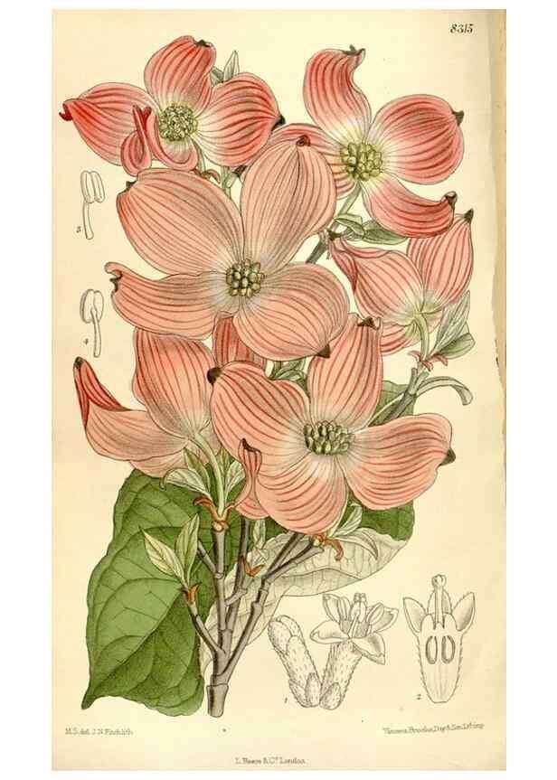 Reproducción/Reproduction 35246766533: Curtis's botanical magazine.. London ; New York [etc.] :Academic Press [etc.]