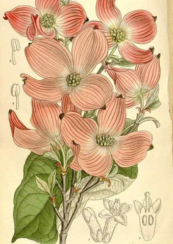 Reproducción/Reproduction 35246766533: Curtis's botanical magazine.. London ; New York [etc.] :Academic Press [etc.]