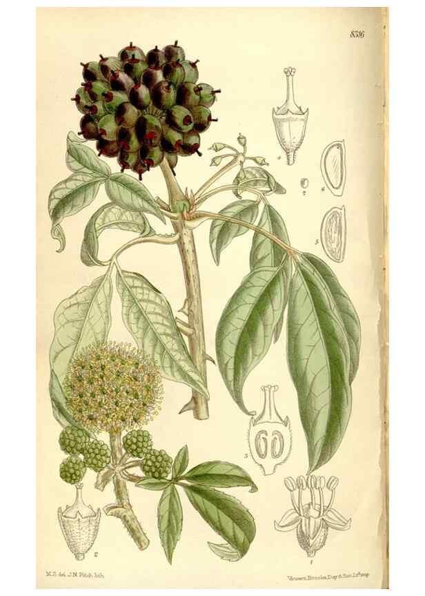 Reproducción/Reproduction 35246768773: Curtis's botanical magazine.. London ; New York [etc.] :Academic Press [etc.]