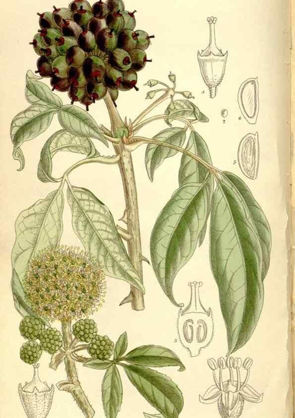 Reproducción/Reproduction 35246768773: Curtis's botanical magazine.. London ; New York [etc.] :Academic Press [etc.]