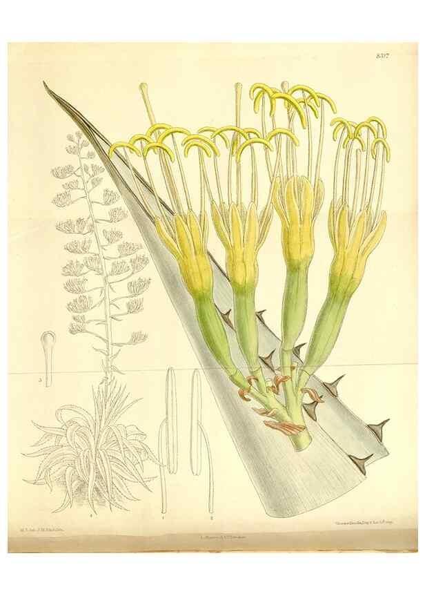 Reproducción/Reproduction 35246770413: Curtis's botanical magazine.. London ; New York [etc.] :Academic Press [etc.]