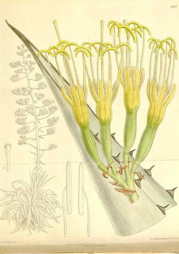 Reproducción/Reproduction 35246770413: Curtis's botanical magazine.. London ; New York [etc.] :Academic Press [etc.]
