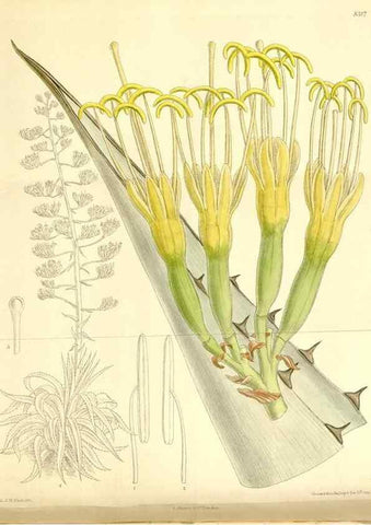 Reproducción/Reproduction 35246770413: Curtis's botanical magazine.. London ; New York [etc.] :Academic Press [etc.]
