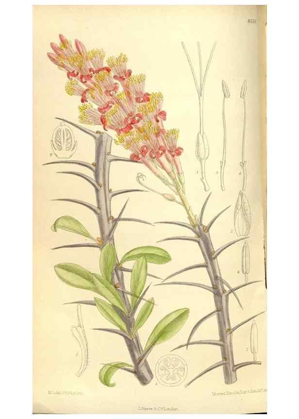 Reproducción/Reproduction 35246772473: Curtis's botanical magazine.. London ; New York [etc.] :Academic Press [etc.]
