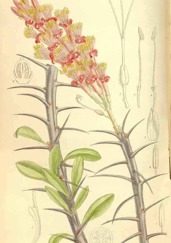 Reproducción/Reproduction 35246772473: Curtis's botanical magazine.. London ; New York [etc.] :Academic Press [etc.]