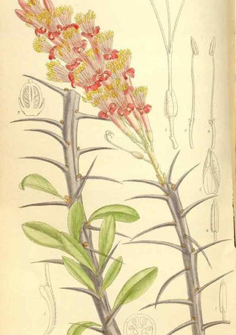 Reproducción/Reproduction 35246772473: Curtis's botanical magazine.. London ; New York [etc.] :Academic Press [etc.]